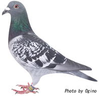 ロフト華鳩舎 4位の鳩