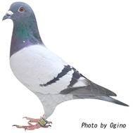 吉村三男鳩舎 6位の鳩