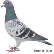 ロフト華鳩舎 5位の鳩