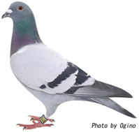 ロフト華鳩舎 8位の鳩