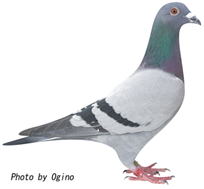 ロフトまさ鳩舎 10位の鳩