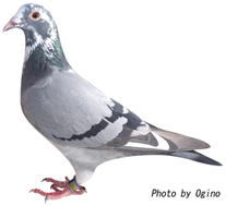 芳賀昭二鳩舎 7位の鳩