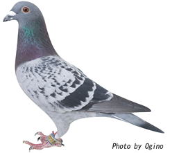 守屋博司鳩舎 5位の鳩