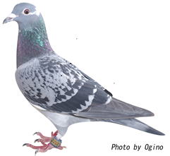 ＳＫロフト鳩舎 3位の鳩