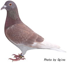 青木誠一鳩舎 9位の鳩