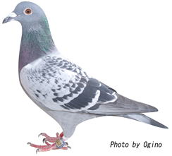 ＳＫロフト鳩舎 10位の鳩