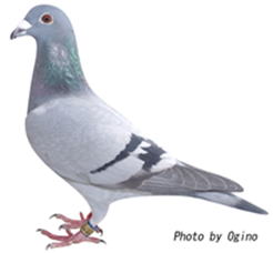 磯山憲次鳩舎 2位の鳩