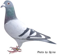 水越薫鳩舎 1位の鳩