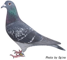 山口ひろみ鳩舎 6位の鳩