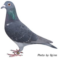 山口ひろみ鳩舎 9位の鳩