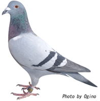 SDCロフト鳩舎 7位の鳩