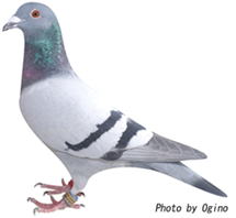 守屋博司鳩舎 2位の鳩