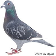 有坪繁鳩舎 3位の鳩