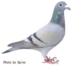 磯山憲次鳩舎 3位の鳩