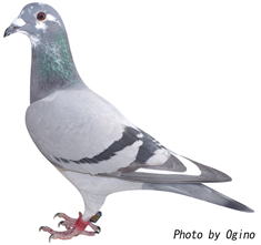 名倉豊鳩舎 2位の鳩