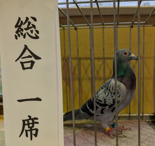 第64回　北海道支部連盟主催　伝書鳩品評会