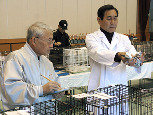 真剣な眼差しで鳩の審査する岩田審査員