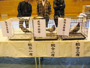 総合一席~三席の成績を収めた鳩が展示された