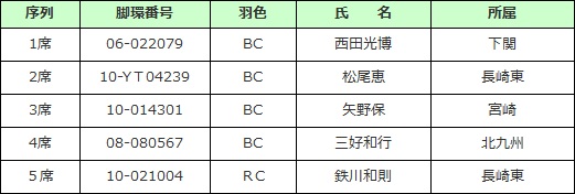 成鳩中距離　♂
