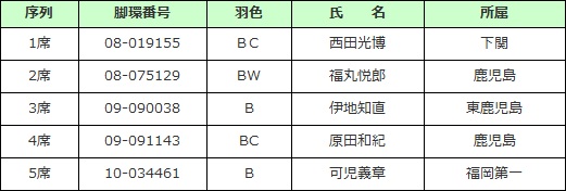 成鳩中距離　♀