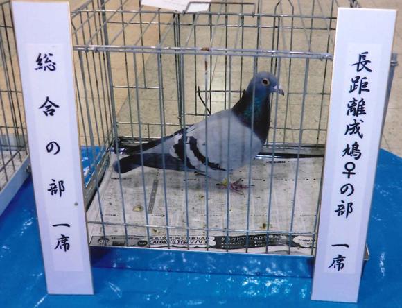 西田光博鳩舎 10-024049