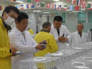 第61回全国伝書鳩品評会審査風景