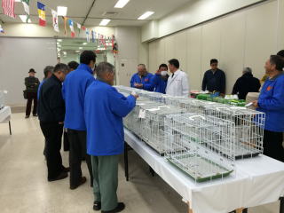 62回全国伝書鳩品評会審査風景