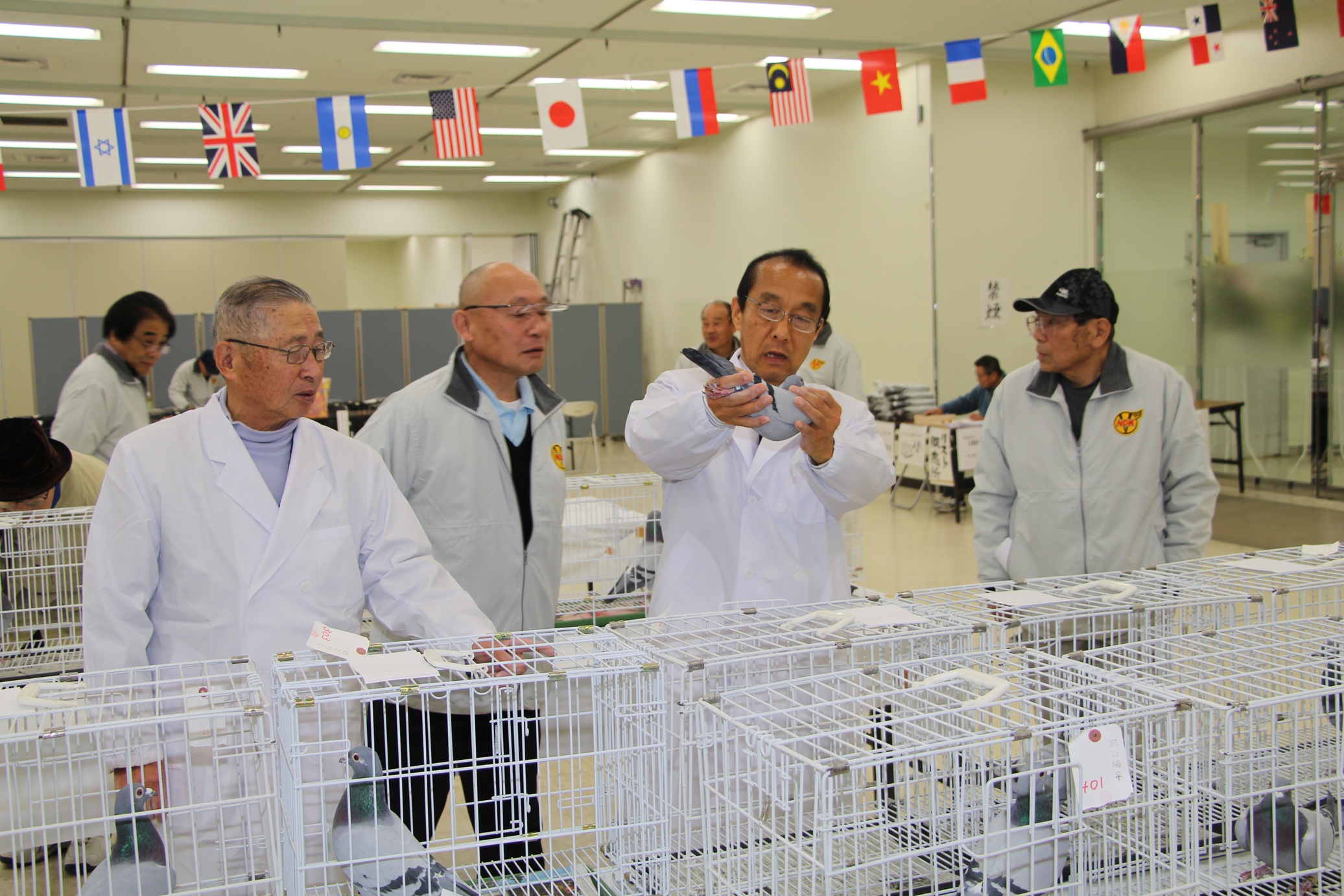 全国伝書鳩品評会 審査風景