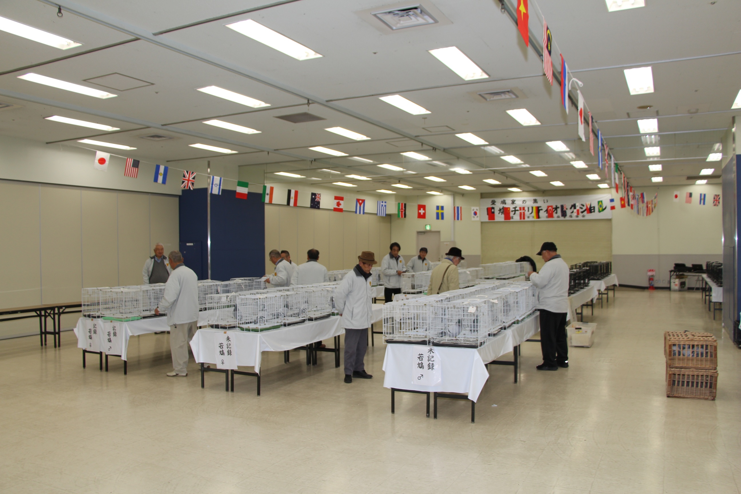 全国伝書鳩品評会 審査風景