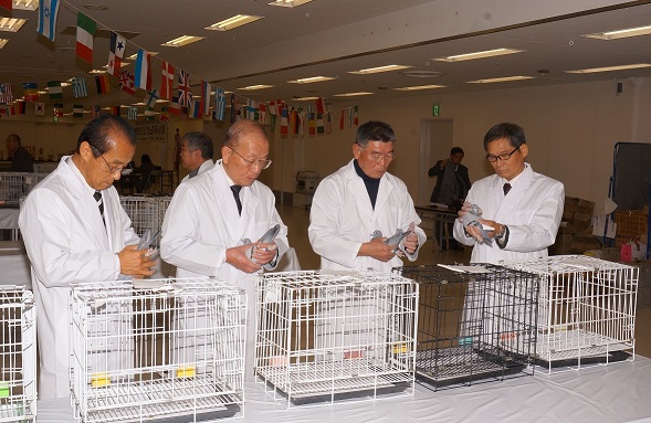 全国伝書鳩品評会審査風景