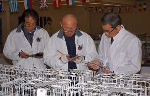 全国伝書鳩品評会審査風景