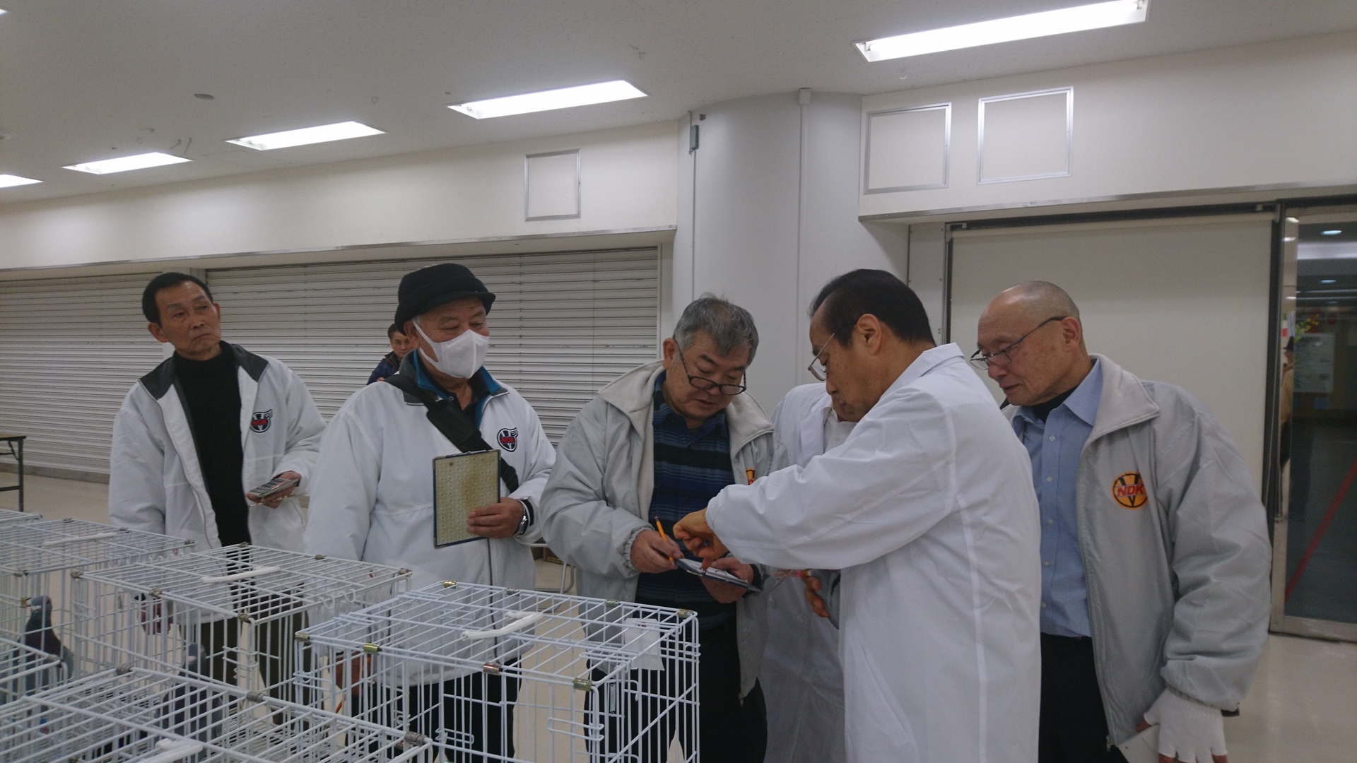 全国伝書鳩品評会審査風景
