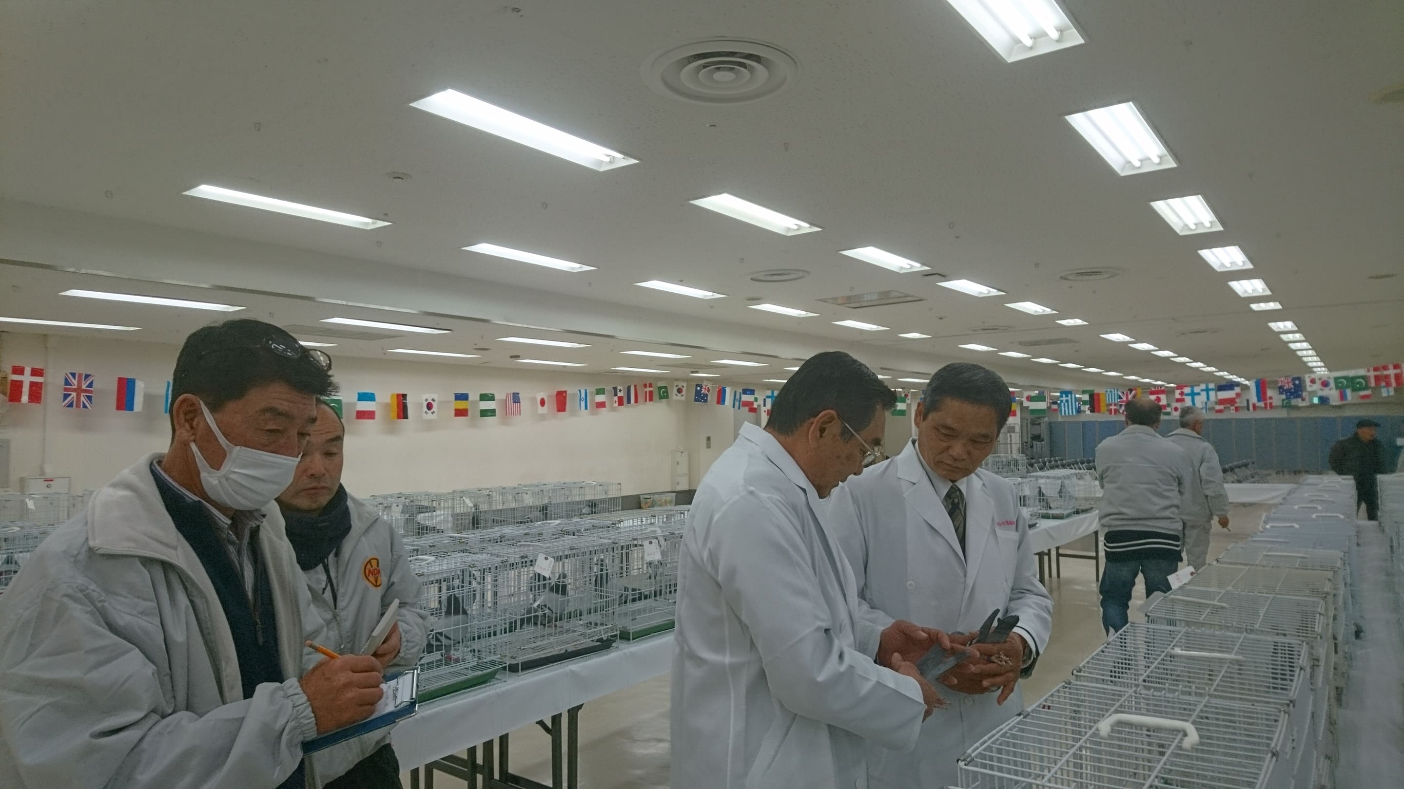 全国伝書鳩品評会審査風景