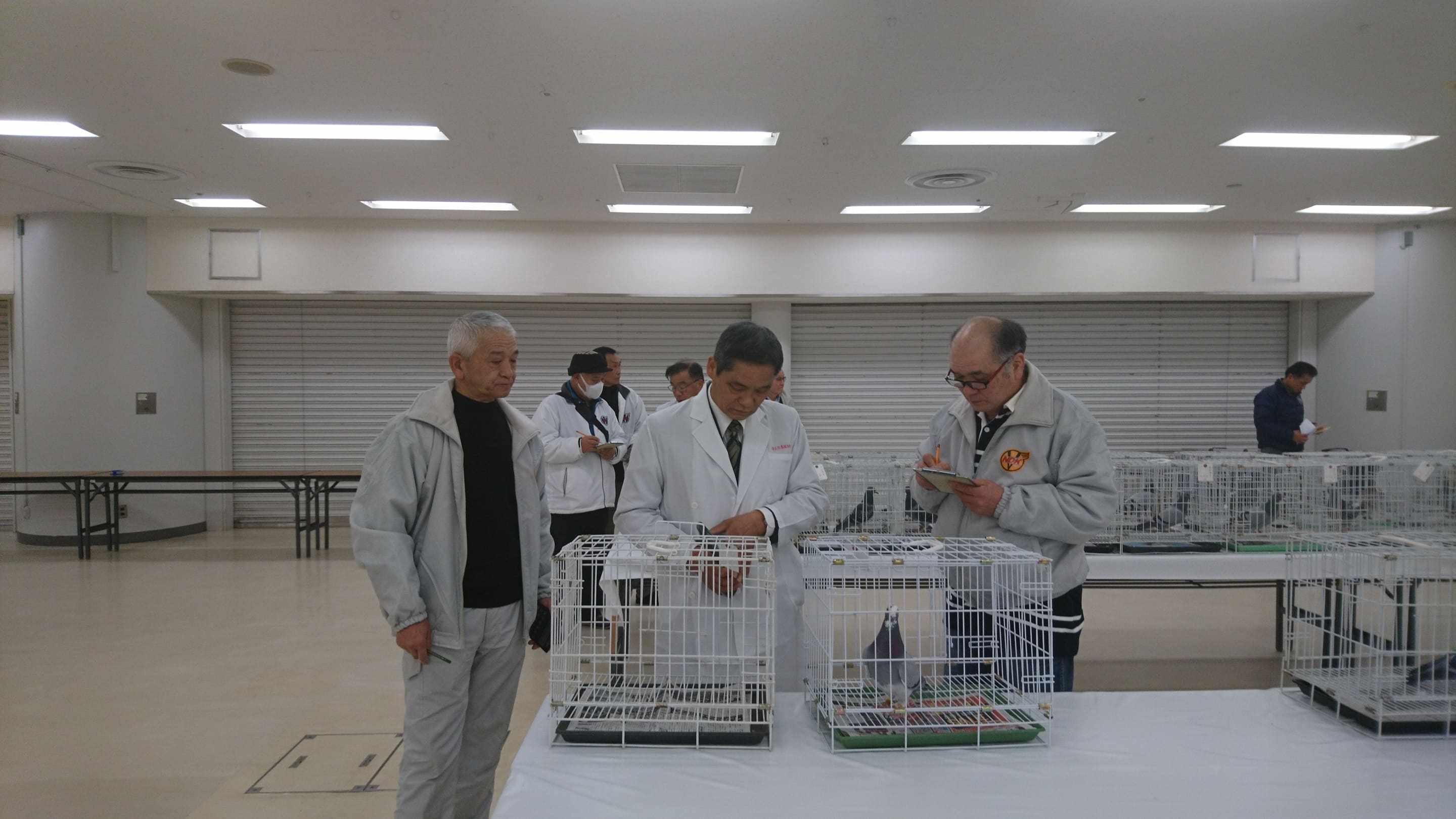 全国伝書鳩品評会審査風景