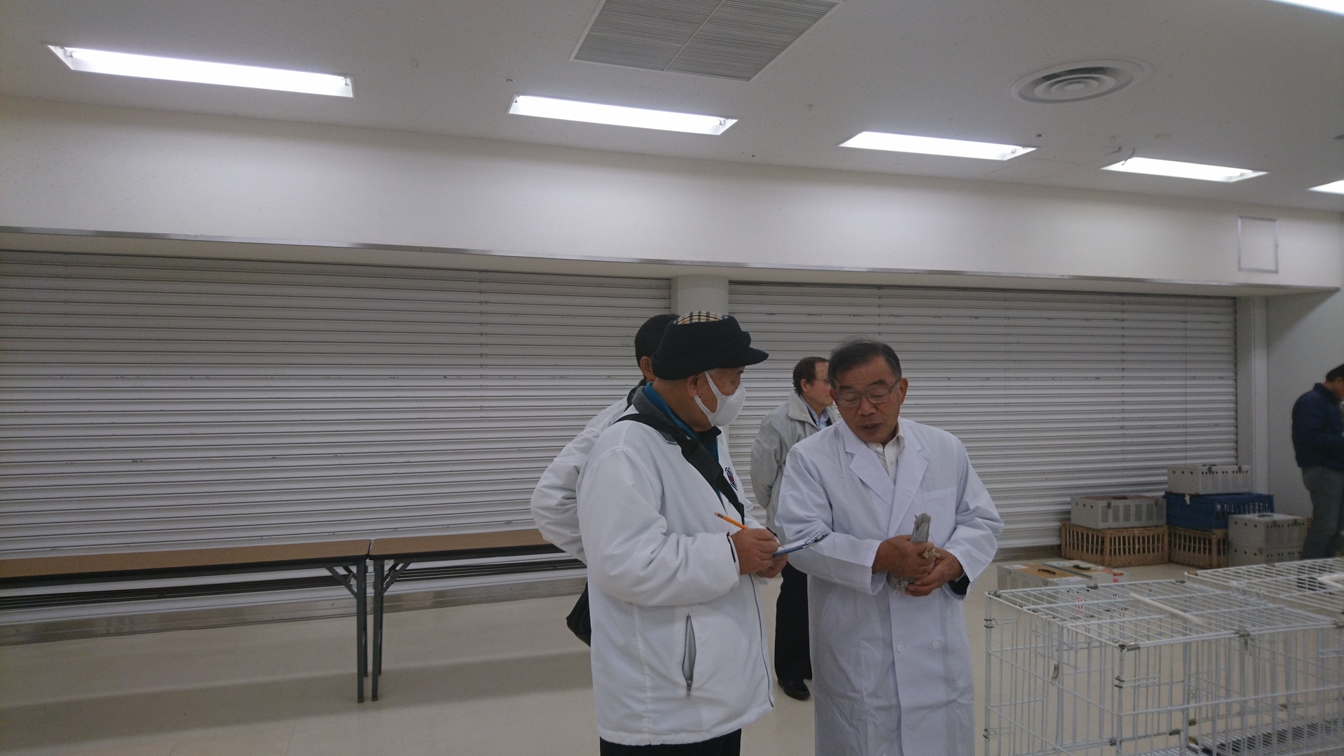 全国伝書鳩品評会審査風景