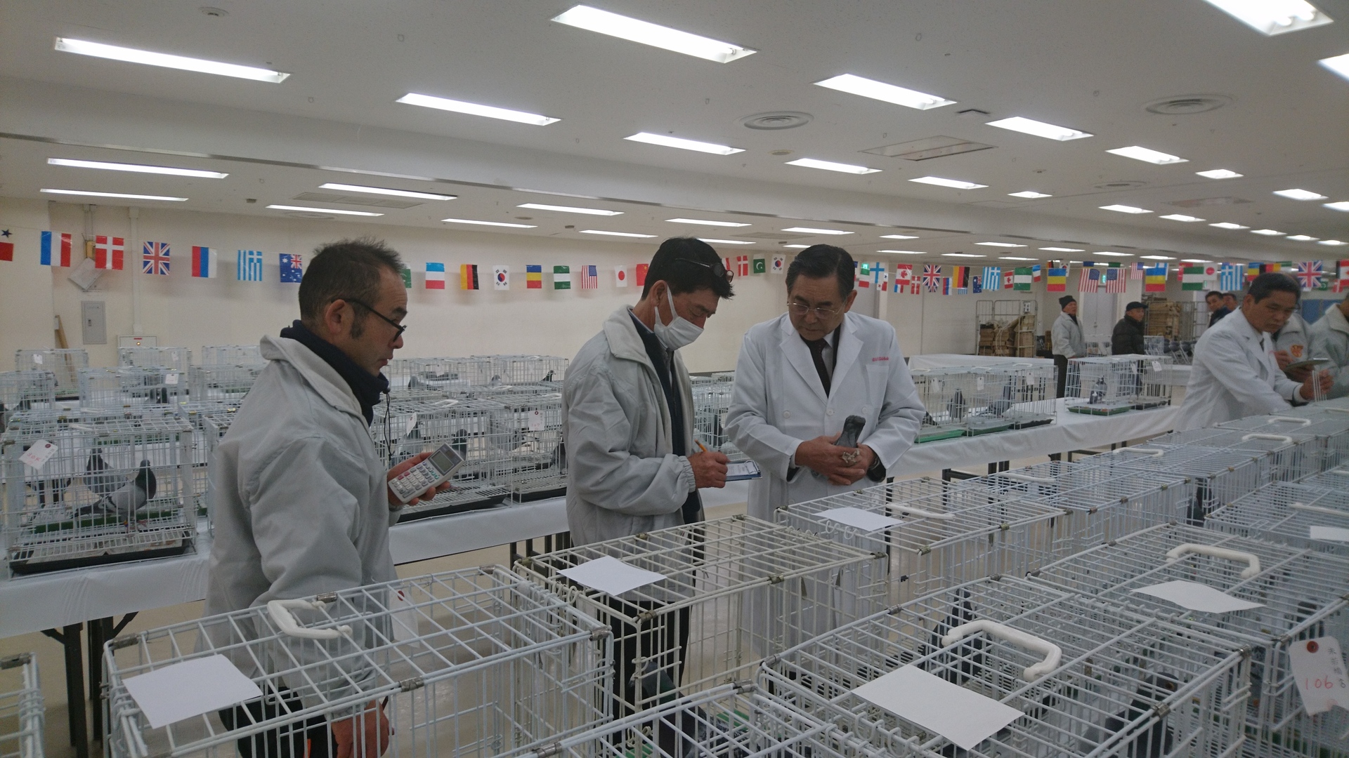 全国伝書鳩品評会審査風景