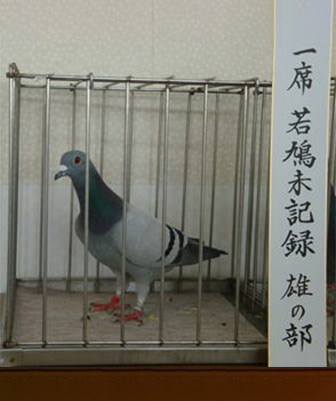 若鳩未記録 雄の部