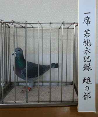 若鳩未記録 雌の部