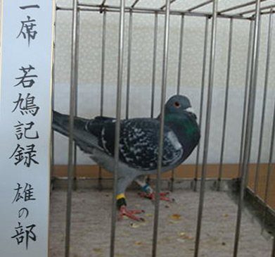 若鳩記録 雄の部