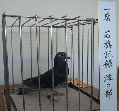 若鳩記録 雌の部