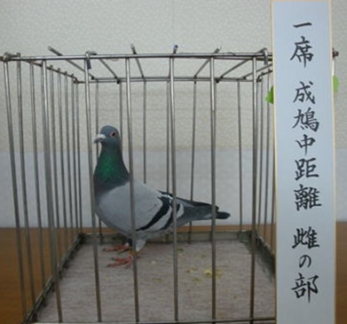 成鳩中距離 雌の部
