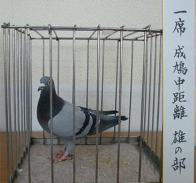成鳩中距離 雄の部
