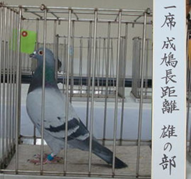 成鳩長距離 雄の部