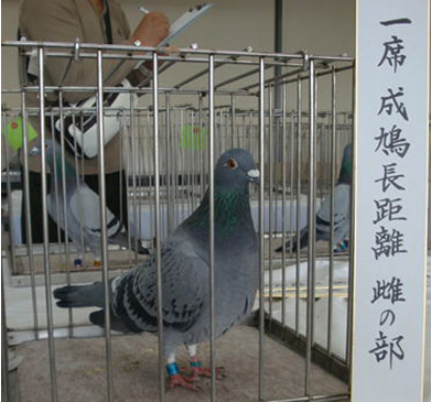 成鳩長距離 雌の部