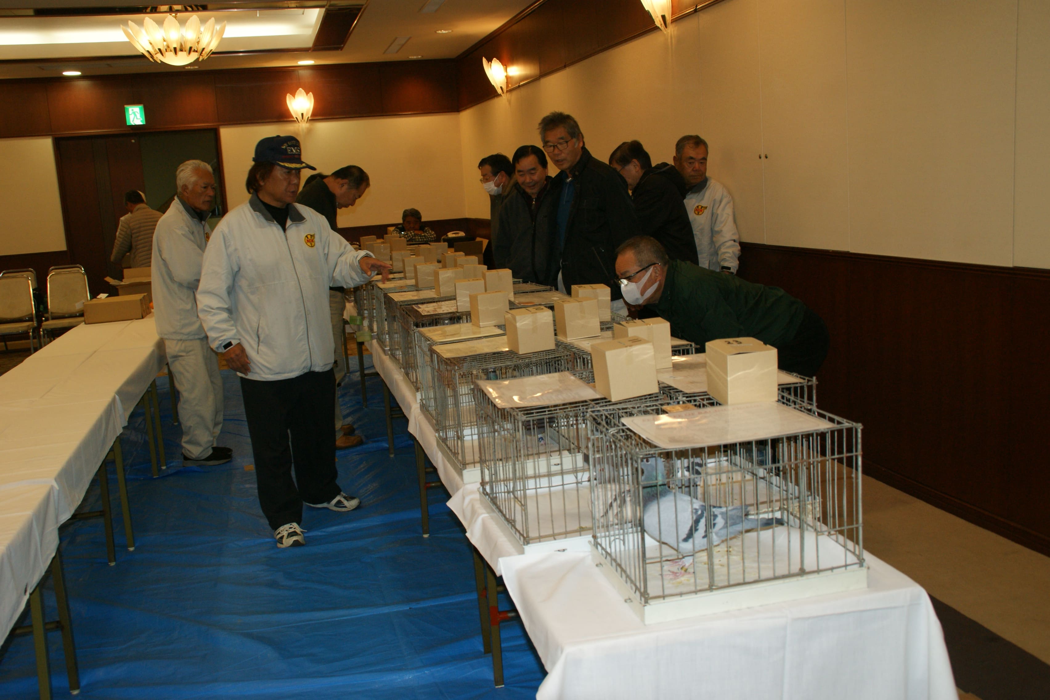 伝書鳩品評会