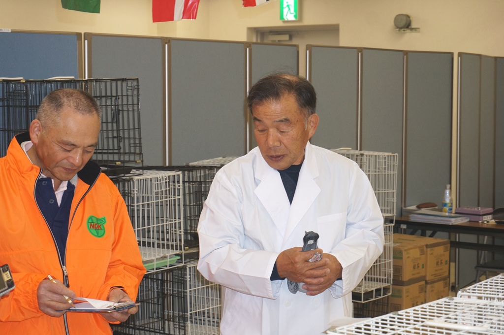 全国伝書鳩品評会審査風景