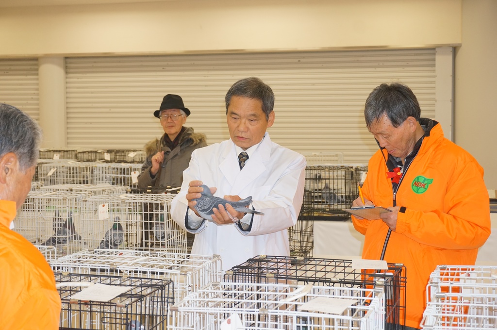 全国伝書鳩品評会審査風景