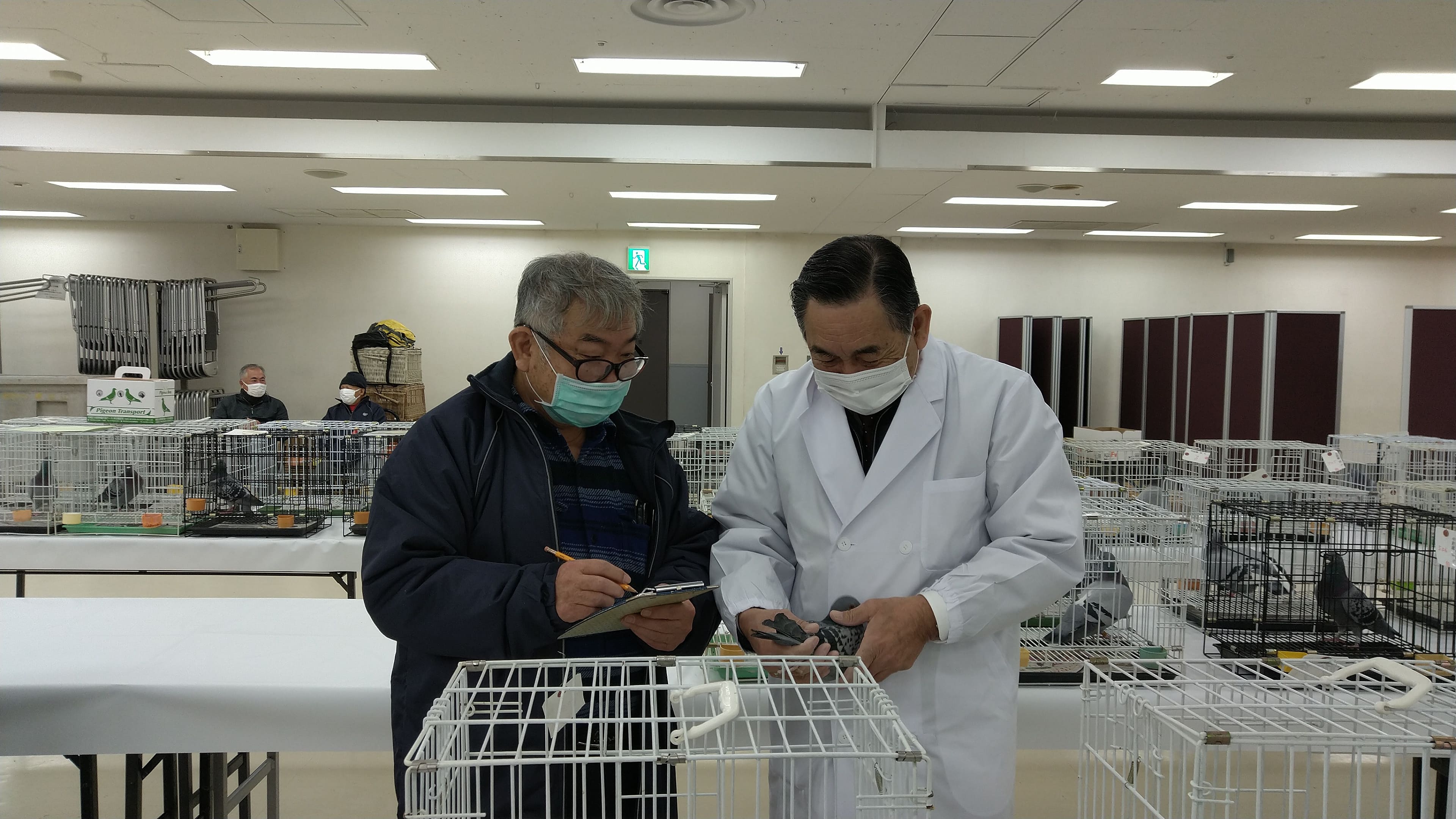 全国伝書鳩品評会審査風景