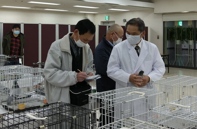 全国伝書鳩品評会審査風景