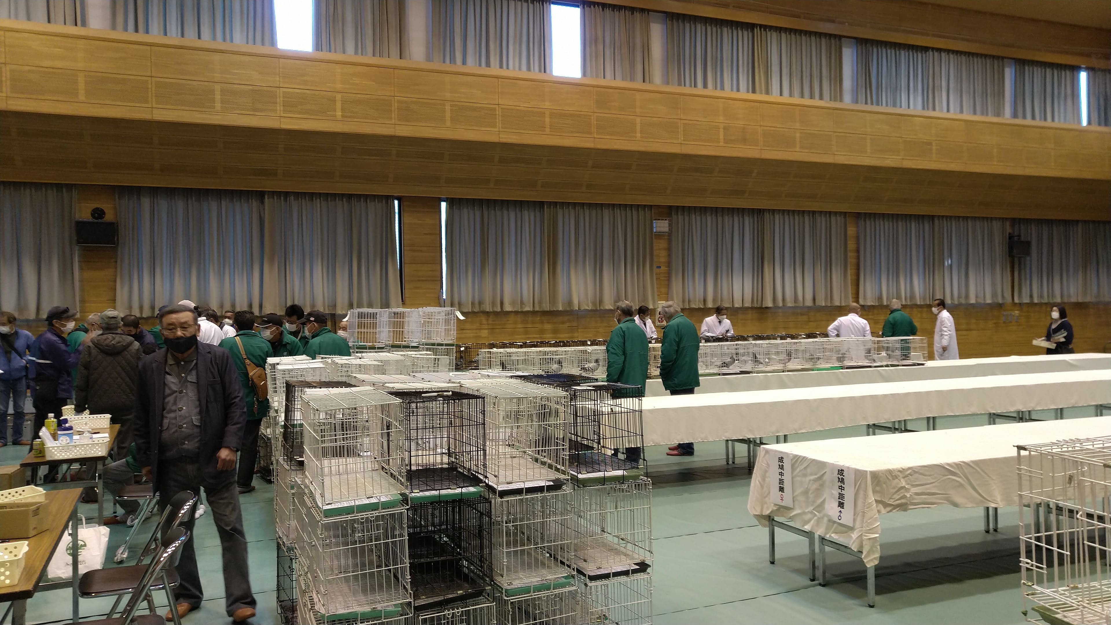 鳩受入れ開始